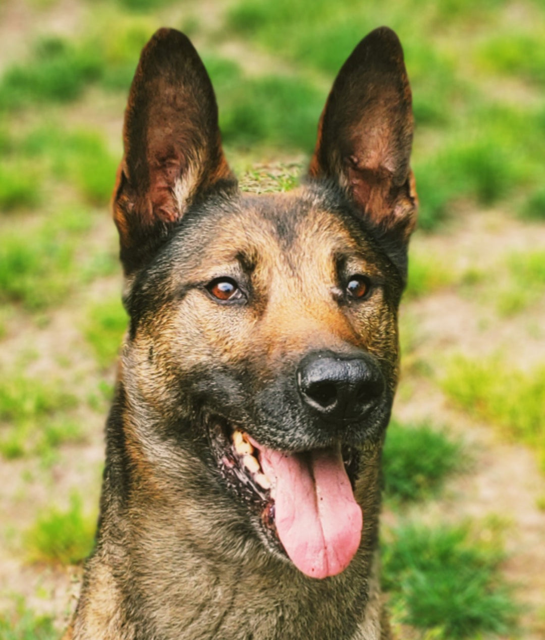 Paws of Honor: K9 Dani