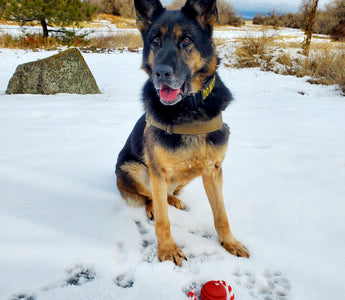 Paws of Honor: Meet Lady