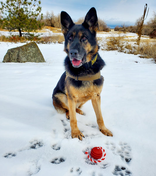 Paws of Honor: Meet Lady