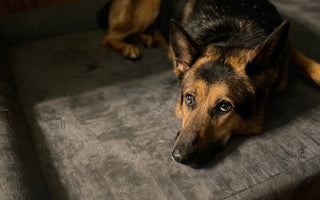 Paws of Honor: Reno and UU2