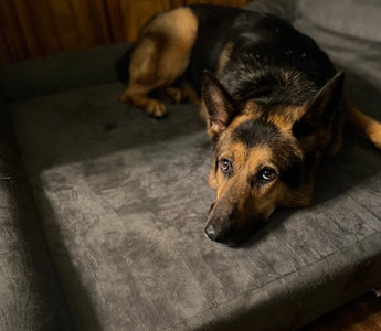 Paws of Honor: Reno and UU2