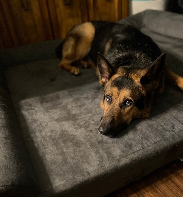 Paws of Honor: Reno and UU2