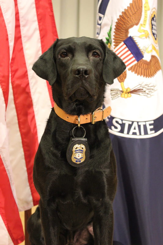 Paws of Honor: K9 Tank