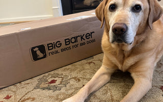 Paws of Honor: K9 Thor