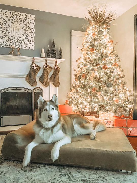 Happy Howlidays 2020!