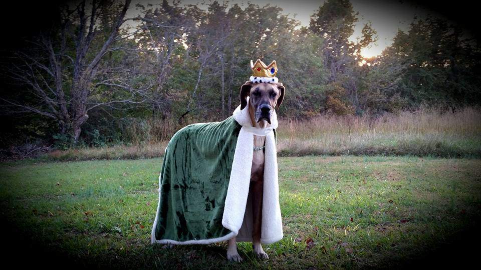 “Each day is a little life"... When Spent with 13-year-old Great Dane Admiral