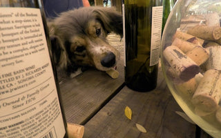 Korky: The "Unadoptable" Dog Who Found His True Calling