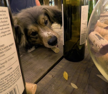 Korky: The "Unadoptable" Dog Who Found His True Calling