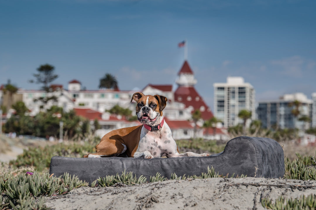 What Type of Bed is Best For An Arthritic Dog?