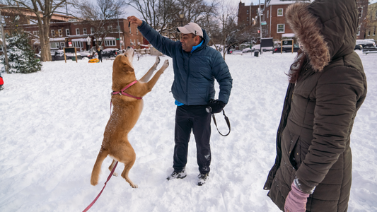 Winter Care Tips for Keeping Your Dog's Joints Healthy and Happy