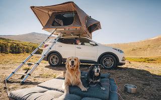 Traveling With Your Dog: Tips for a Perfect Adventure