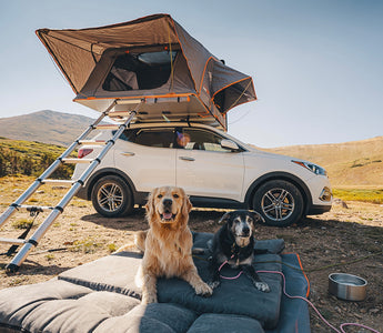 Traveling With Your Dog: Tips for a Perfect Adventure