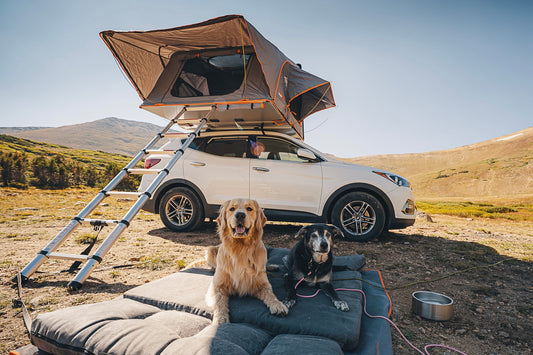 Ruffing It: Camping Tips for Dogs and Their Humans