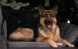 a dog sitting on a Barker SUV Bed in the back of an SUV car