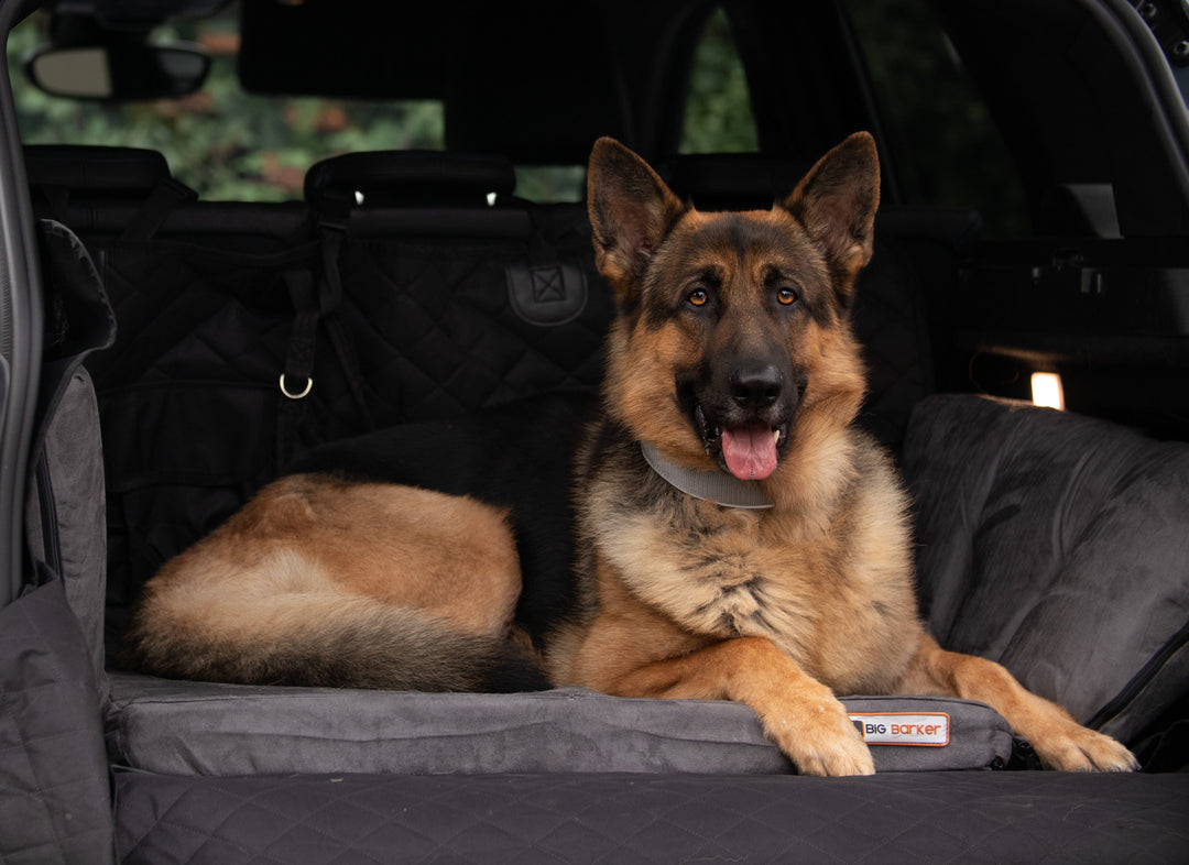 a dog sitting on a Barker SUV Bed in the back of an SUV car