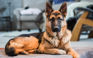 Top 6 Reasons Why Your Dog Needs A Good Bed