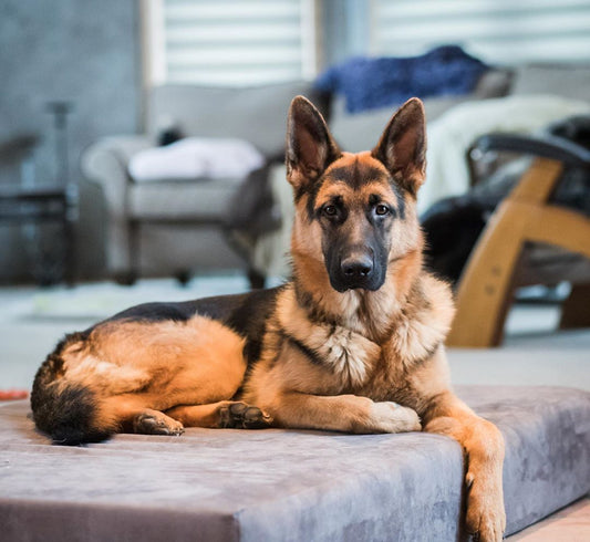 Top 6 Reasons Why Your Dog Needs A Good Bed