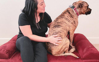 Wait… Who’s on a Big Barker Bed?