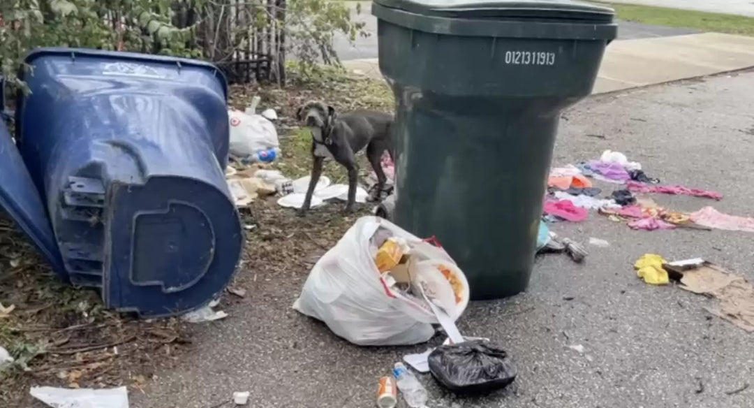 The Sweetest Dog is Rescued From a Life in Trash