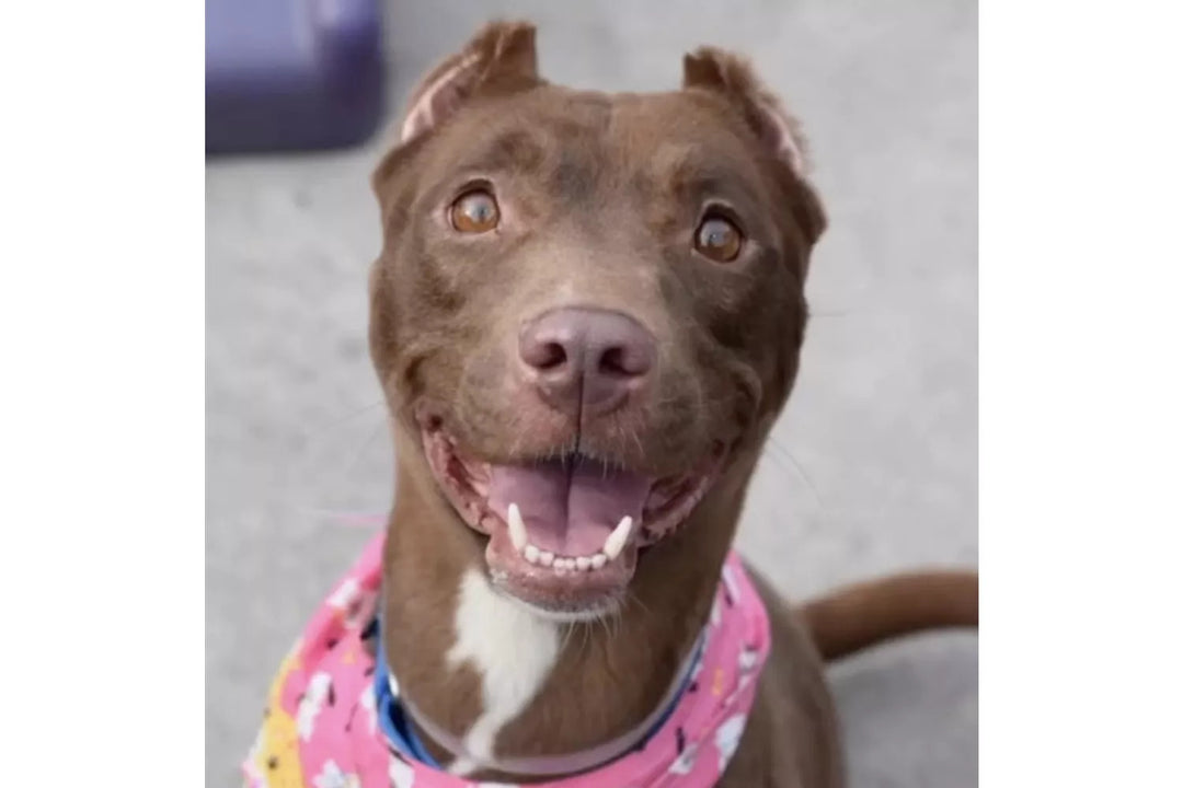 Family Finds Lost Dog at Adoption Event