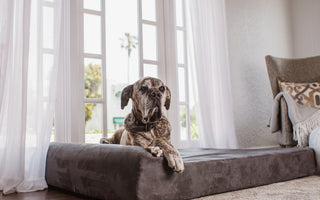 Pain Experts Share the 5 "Uncommon Truths" About Your Dog's Joint Health