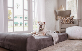 How Do You Know if Your Dog is in Pain?