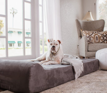 How Do You Know if Your Dog is in Pain?