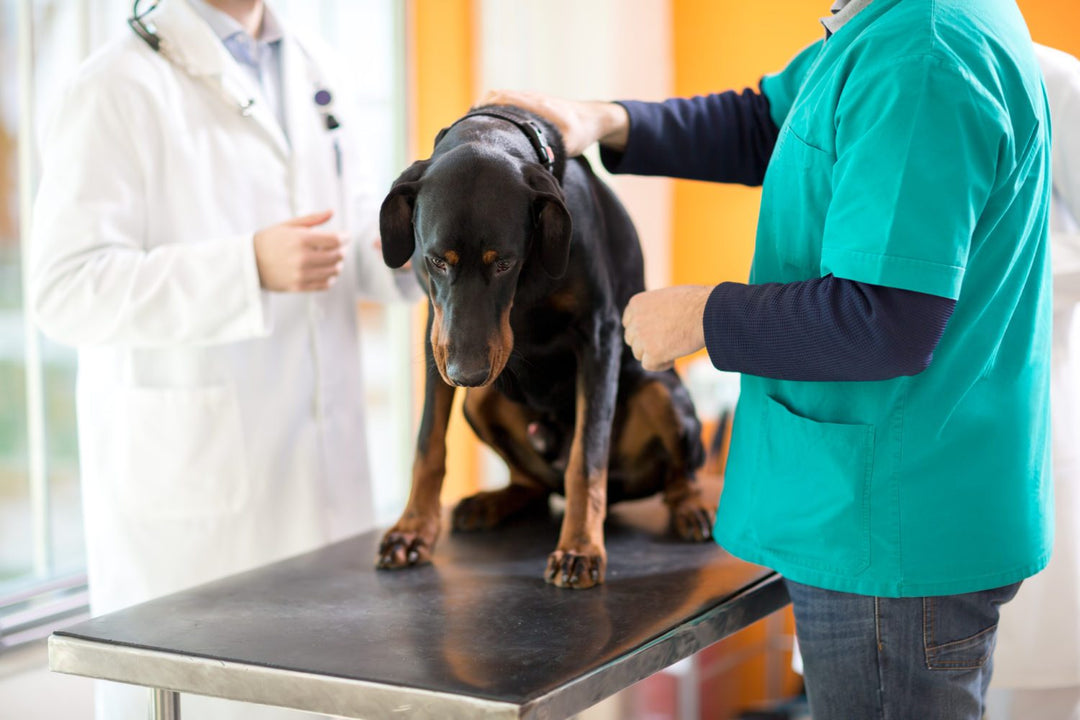 Massage Technique For Arthritic Dogs