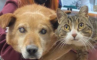 Blind Dog and Therapy Cat Get Adopted Into a New Family