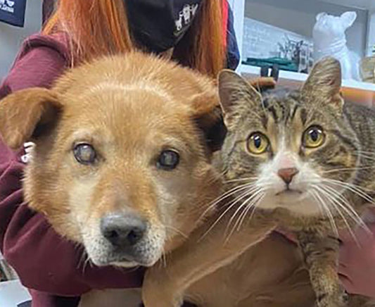 Blind Dog and Therapy Cat Get Adopted Into a New Family