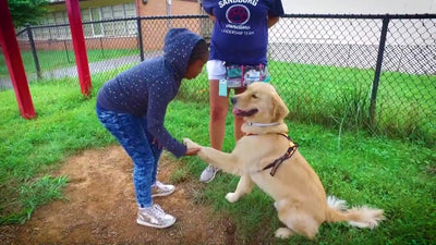 Meet Hunter, Therapy Dog at Carl Sandburg Learning Center