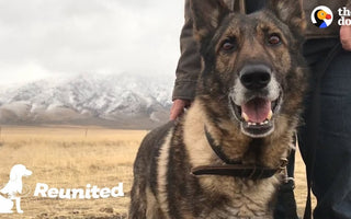 Military Dog Is SO Happy To Finally Be Home With His Dad