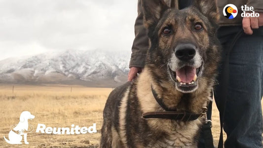 Military Dog Is SO Happy To Finally Be Home With His Dad