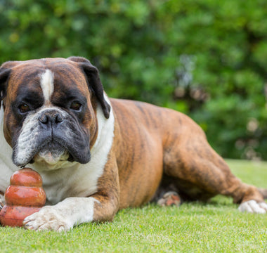 Ask The Vet: Caring For Big Dogs (Part 2)