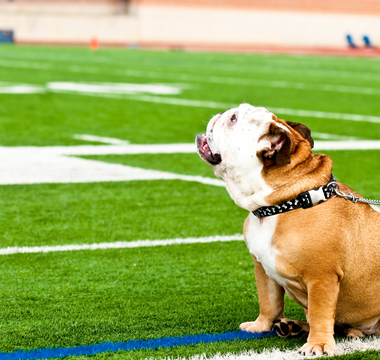 How to Get Your Dog Game Day Ready