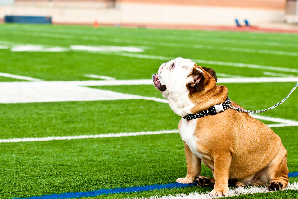 How to Get Your Dog Game Day Ready