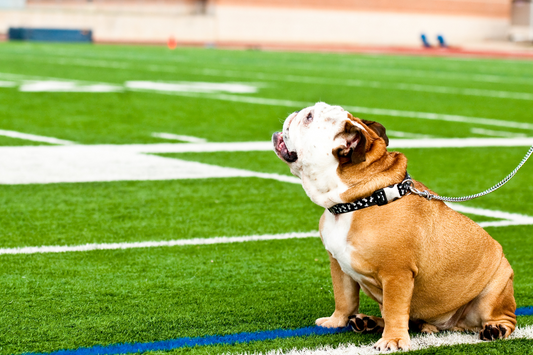 How to Get Your Dog Game Day Ready for NFL Fun