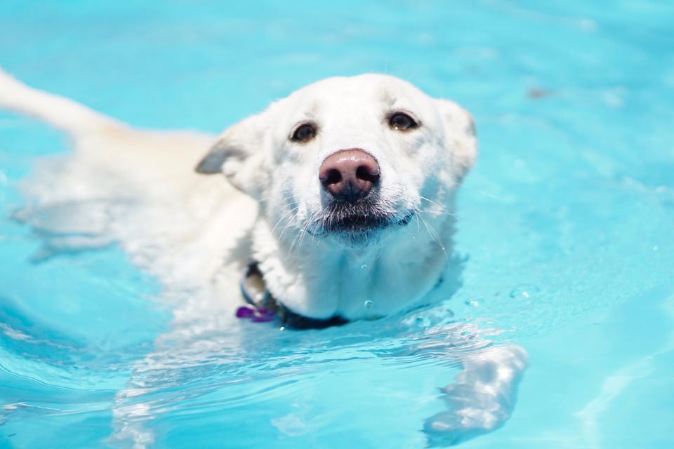Dog swimming in pool