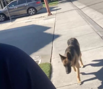 Stray Pregnant Dog Finds Her Forever Home
