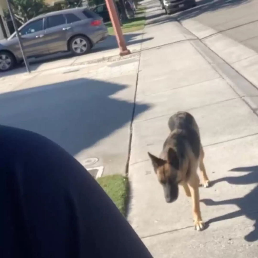 Stray Pregnant Dog Finds Her Forever Home