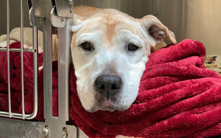 Senior Dog Finds New Home After Being Returned to Shelter