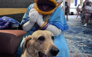 Service Dog Meets All Her Favorite Characters At Disney
