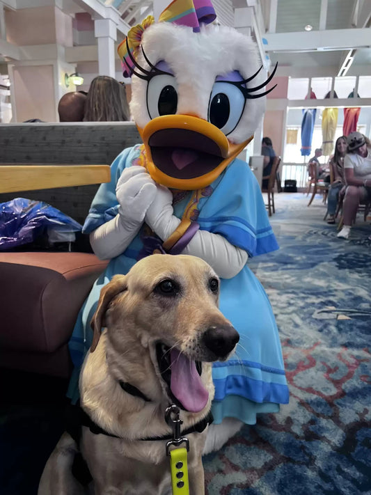 Service Dog Meets All Her Favorite Characters At Disney
