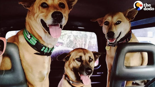 Nothing Makes This Couple Happier Than Adopting Street Dogs