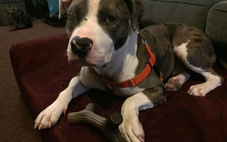 See How Onyx's Life Has Changed!