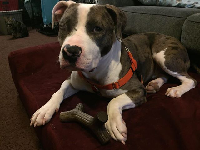 See How Onyx's Life Has Changed!
