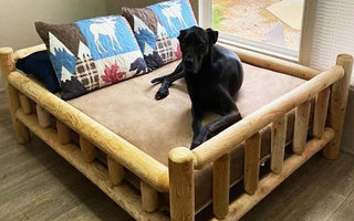 10 Impressive Dog Bed Frames