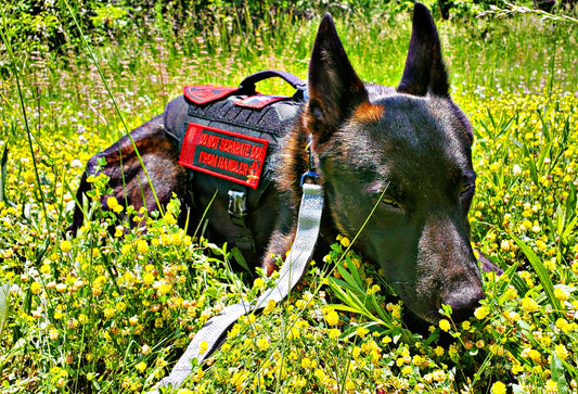 Service Dog Redefines Their Owner's Life