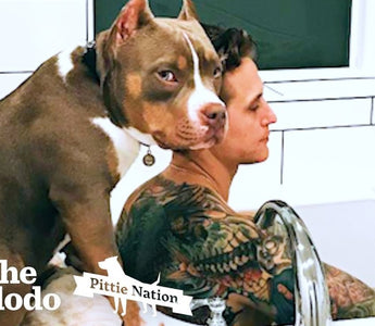 Adorable Pittie Copies Everything His Parents Do