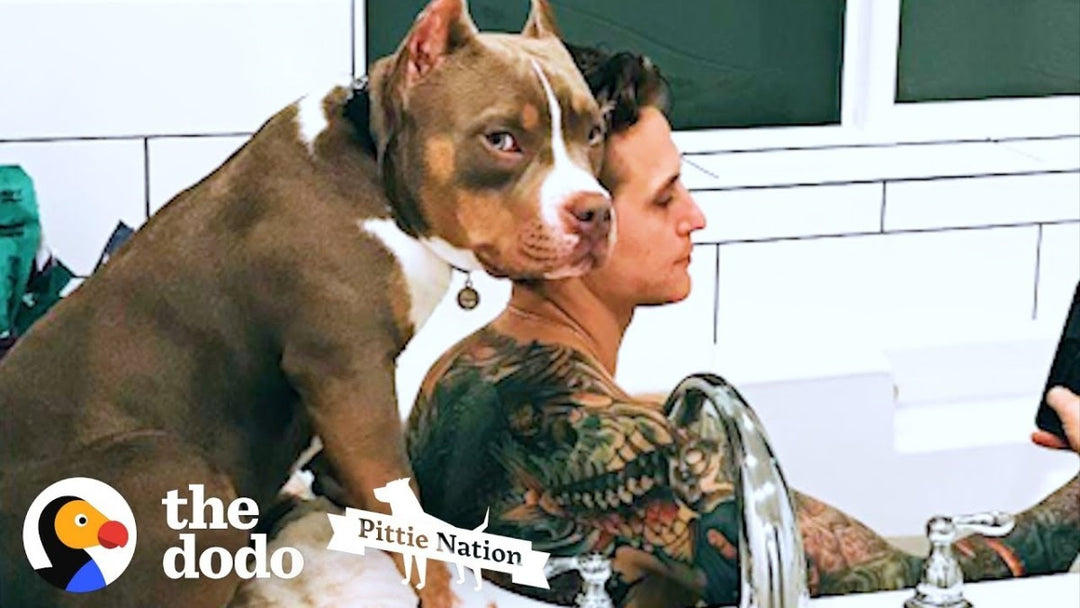 Adorable Pittie Copies Everything His Parents Do